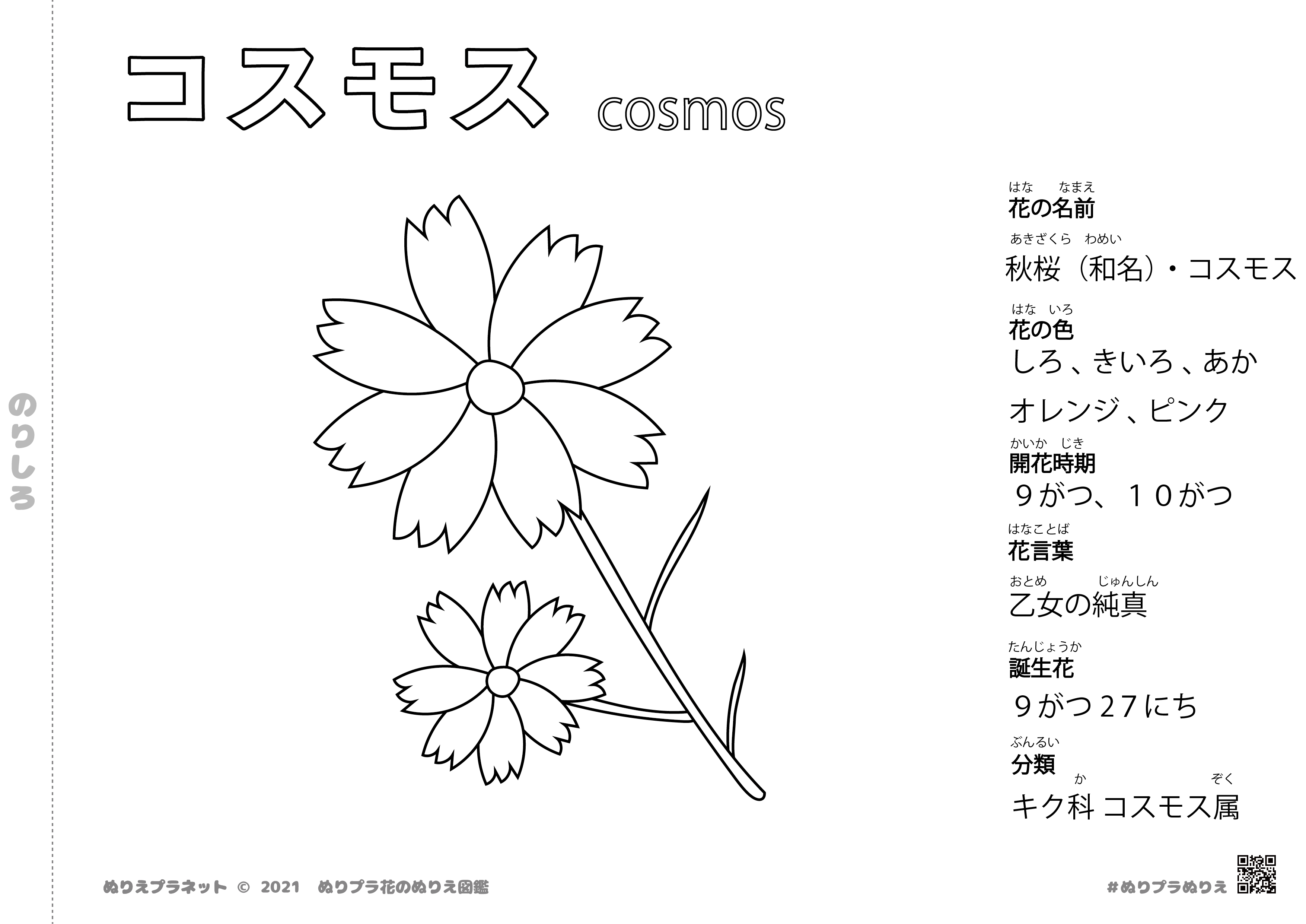 コスモスの白黒 モノクロ イラスト 花の塗り絵図鑑シリーズ みんなのぬりえプラネット 塗り絵無料ダウンロード
