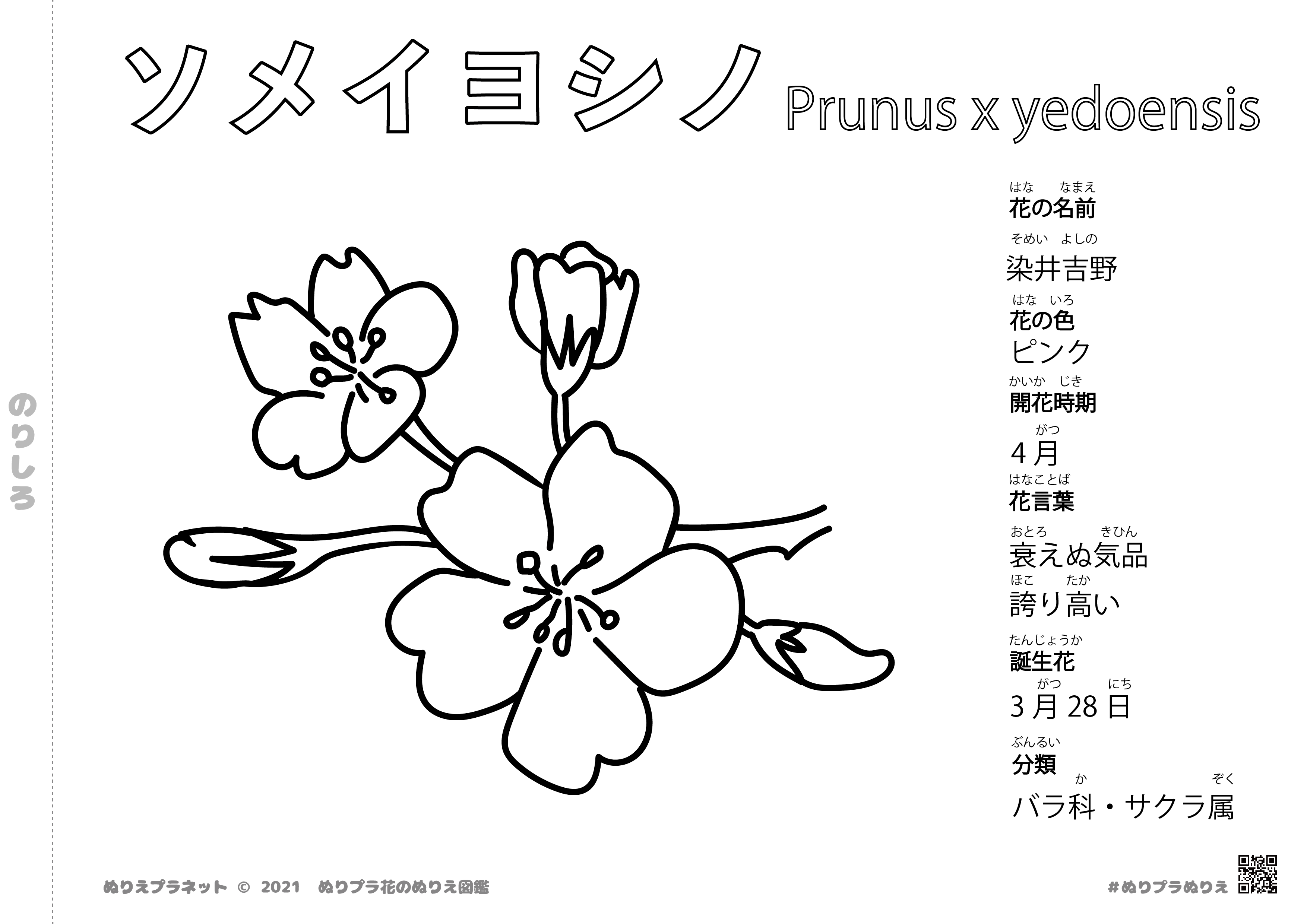 桜の白黒 モノクロ イラスト ソメイヨシノ サクラ 花の塗り絵図鑑シリーズ みんなのぬりえプラネット 塗り絵無料ダウンロード