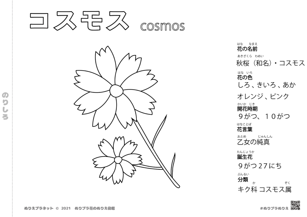 花言葉は乙女の純真。和名は秋桜のコスモスのぬりえです。