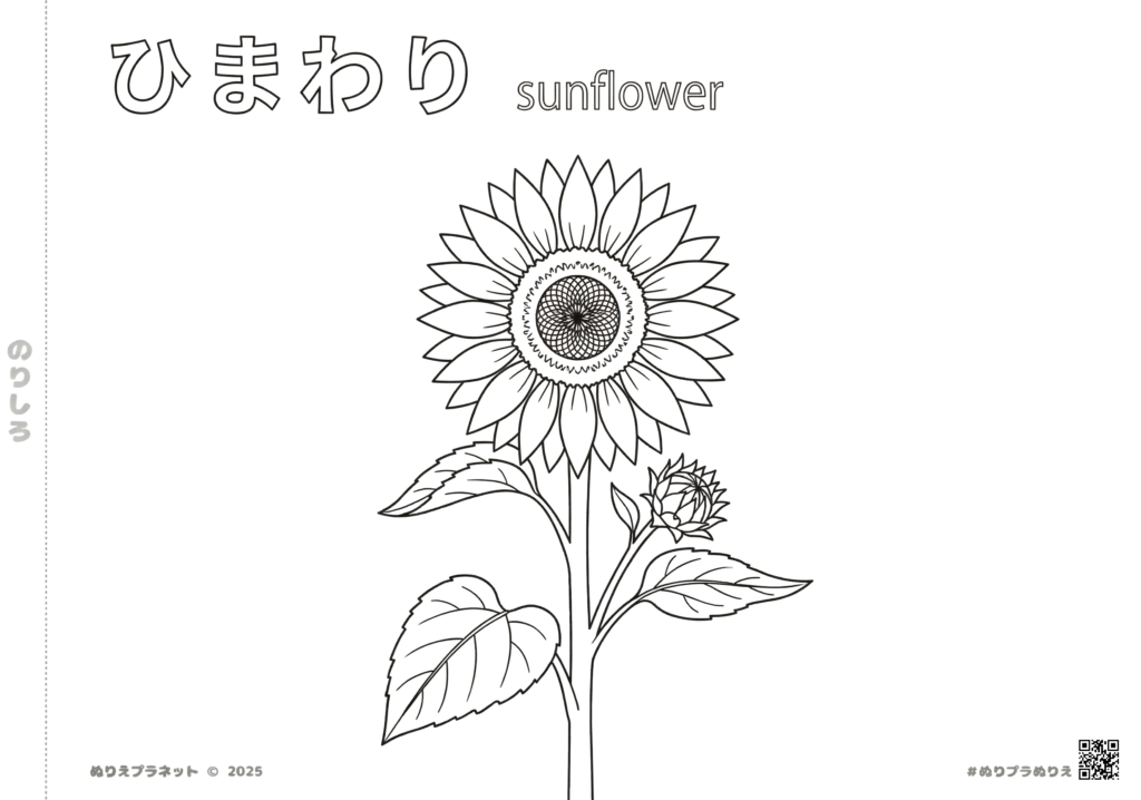 大きく咲いたひまわりの花とつぼみの白黒線画。「ひまわり」「sunflower」の文字付き塗り絵