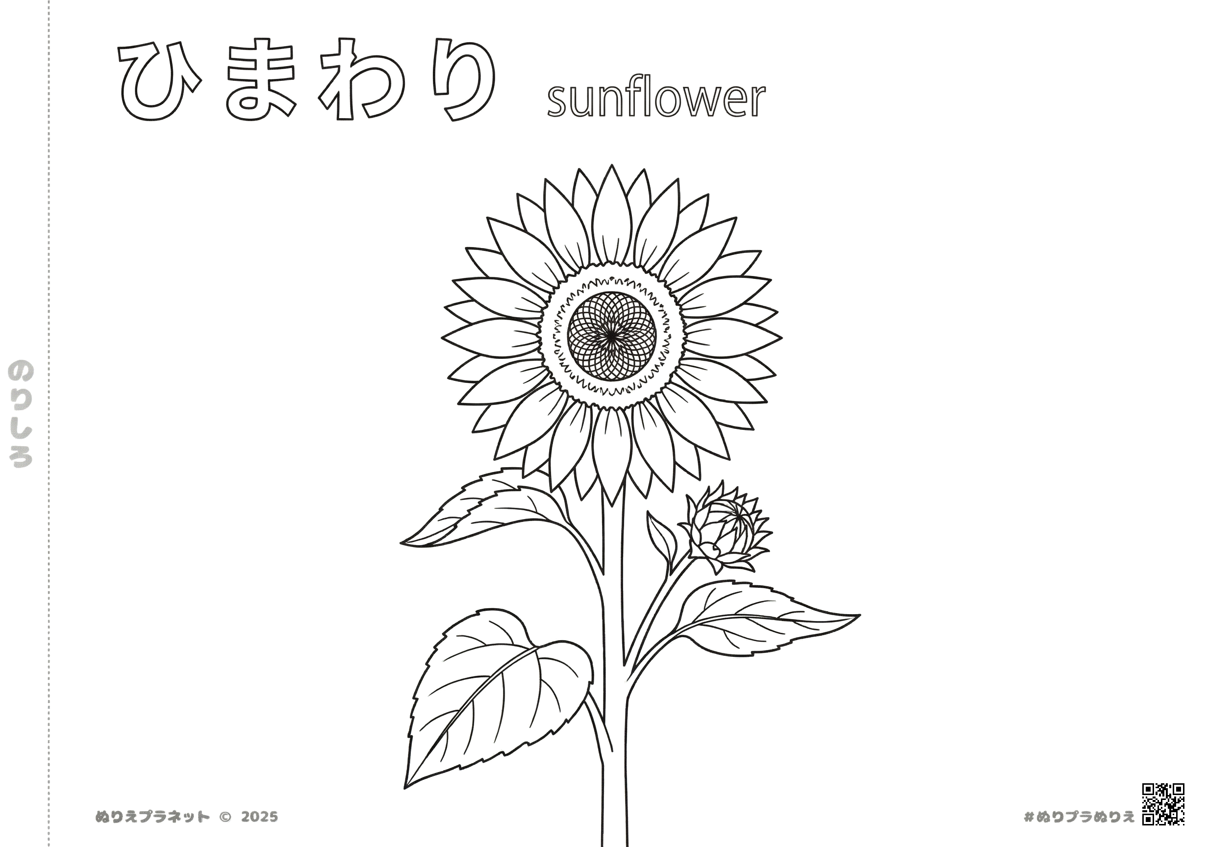 大きく咲いたひまわりの花とつぼみの白黒線画。「ひまわり」「sunflower」の文字付き塗り絵