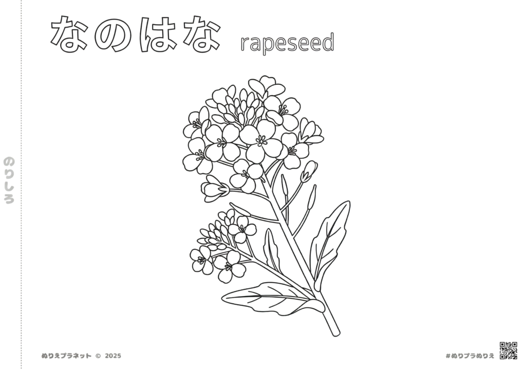 なのはな（菜の花）の無料ぬりえイラスト。春を感じるシンプルな花の線画。