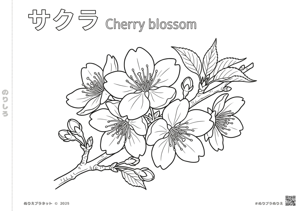サクラ(桜)の花と蕾の無料ぬりえ。カタカナと英語の名称付き。