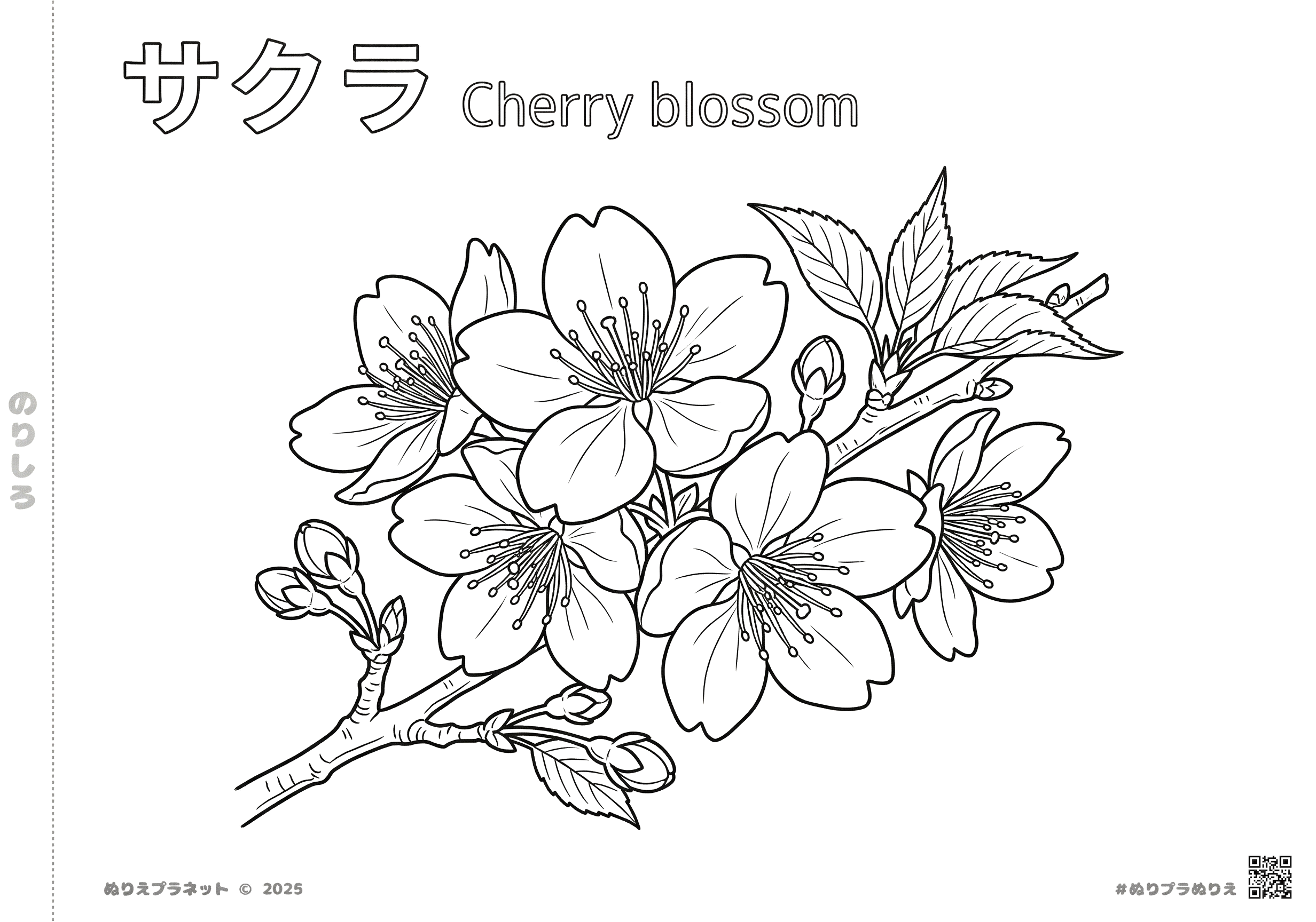 サクラ（桜）の花と蕾の無料ぬりえ。カタカナと英語の名称付き。