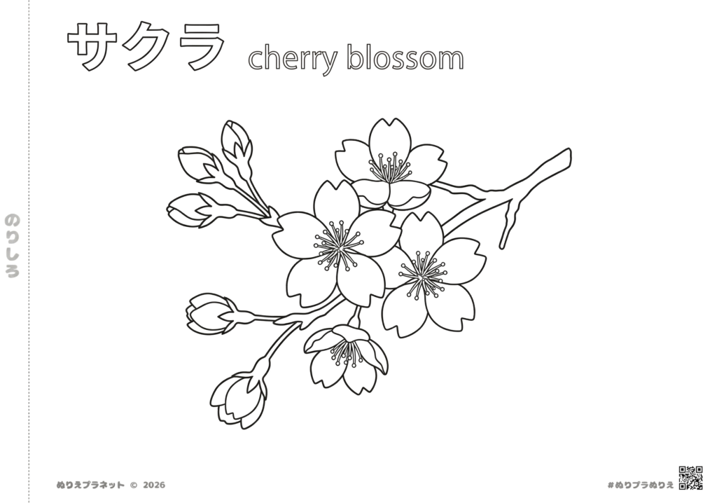 サクラ（桜）の花の塗り絵イラスト。子供や高齢者向けのシンプルな花図鑑デザイン。