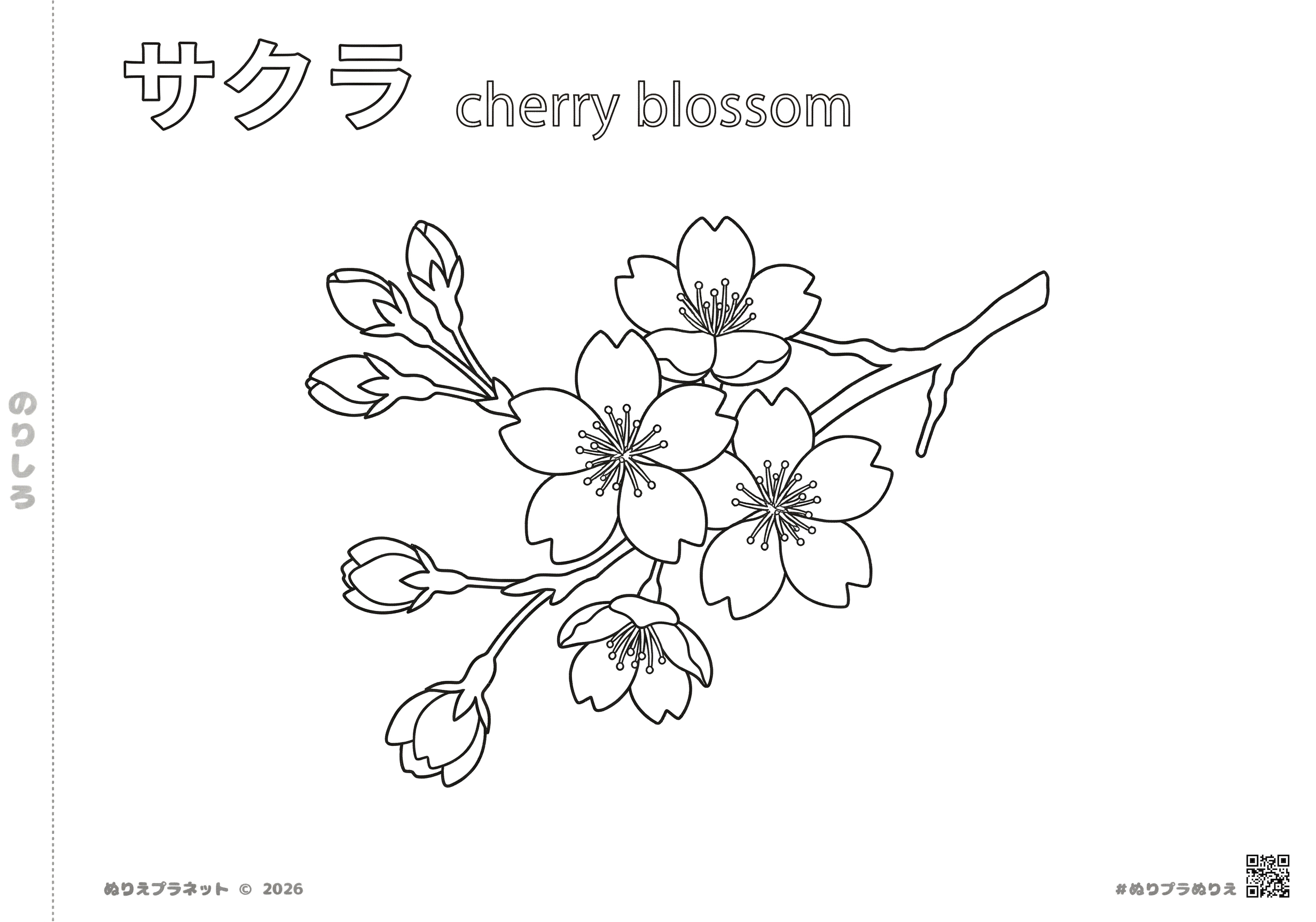 サクラ（桜）の花の塗り絵イラスト。子供や高齢者向けのシンプルな花図鑑デザイン。