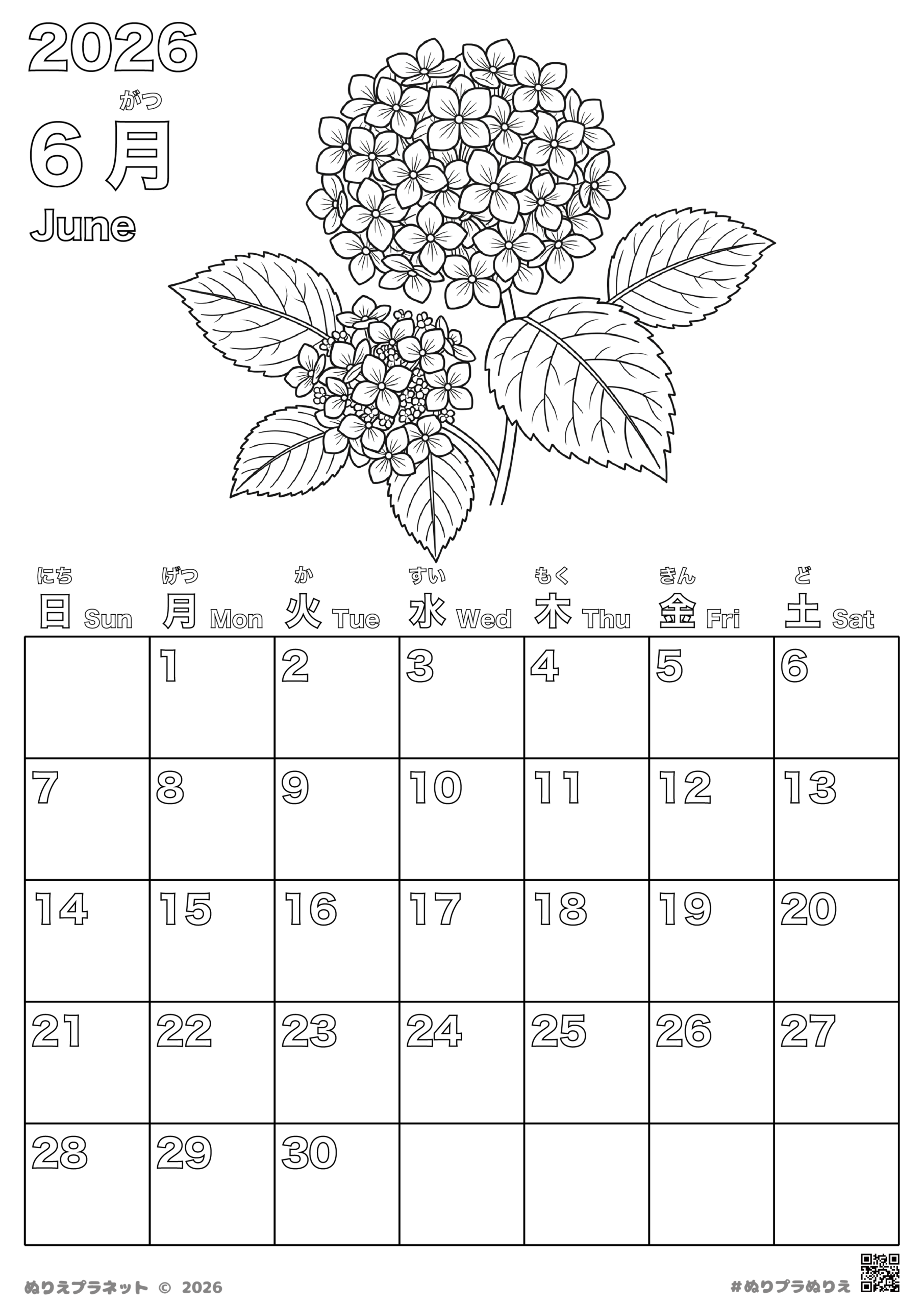 2026年6月のアジサイ（ハイドレンジア）が描かれたカレンダーの塗り絵ページ。日本語と英語の両方で曜日が記載されており、日付は1から30まであります。