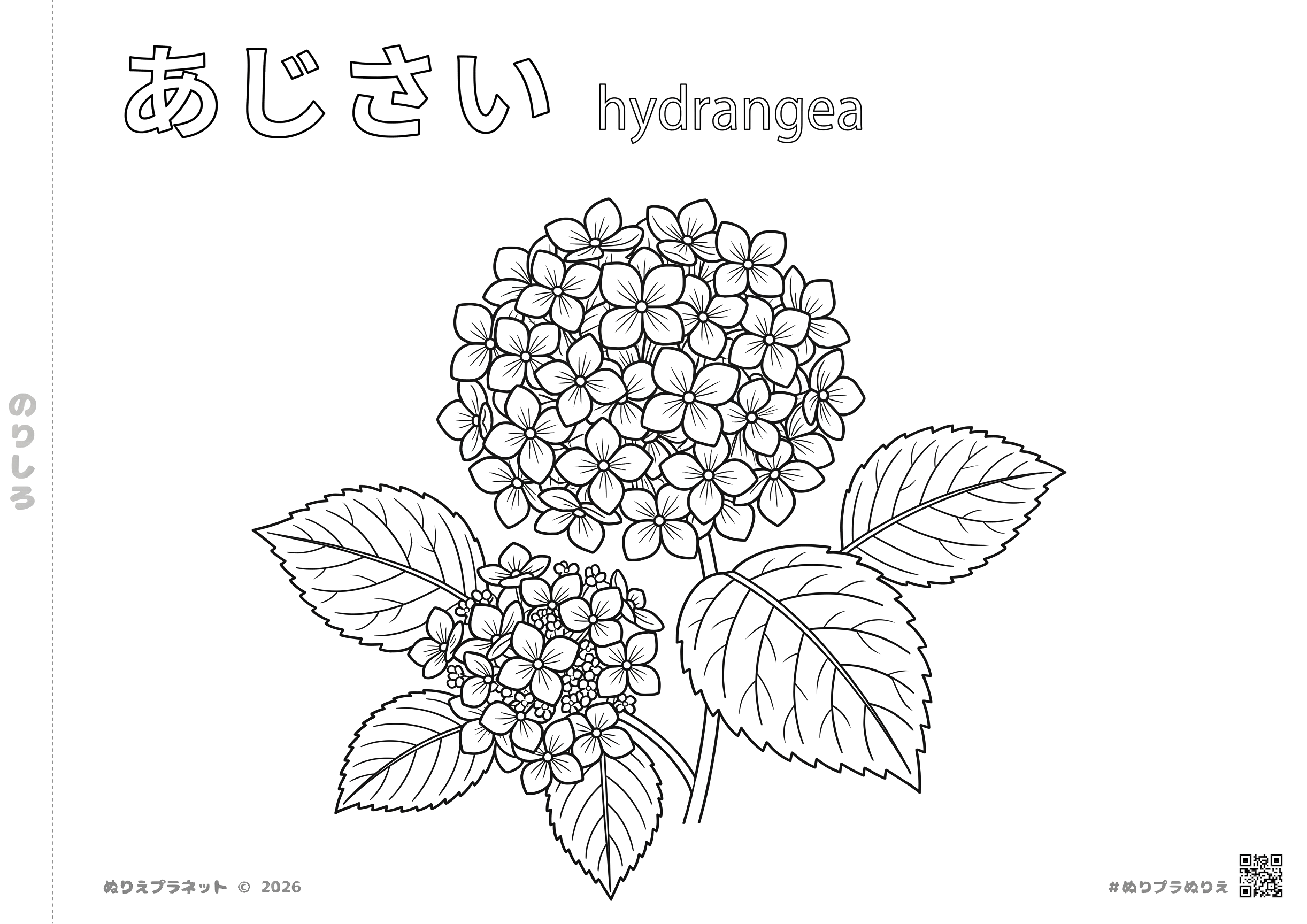 あじさい（紫陽花）の無料ぬりえ。梅雨の季節を彩る花のイラスト。子供や高齢者のレクリエーションに最適。