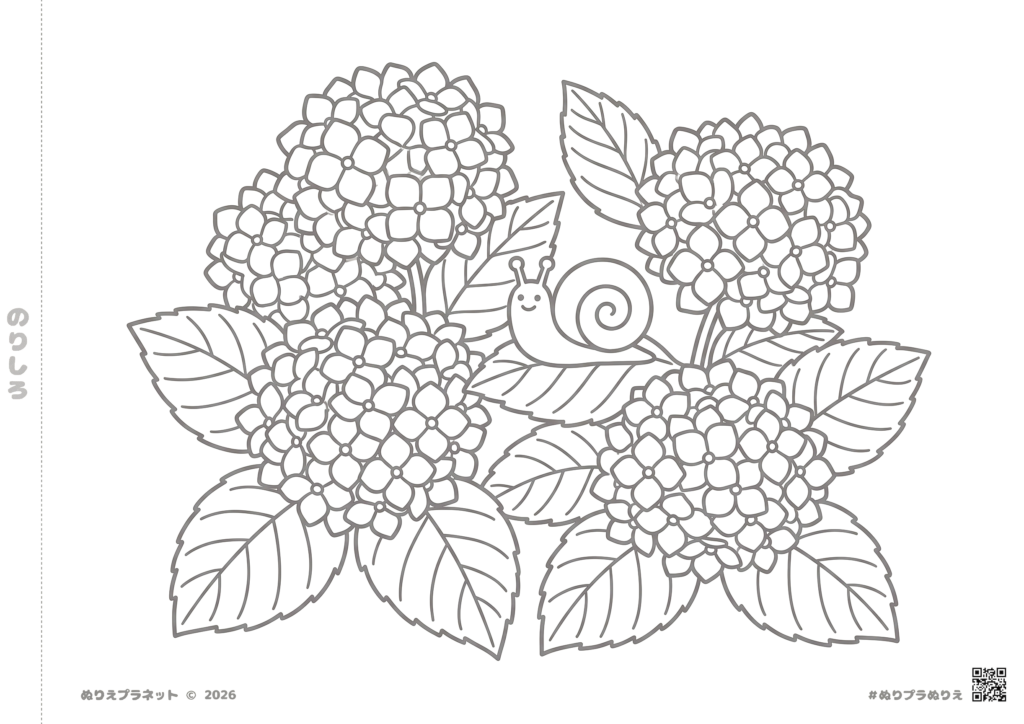 高齢者向けの介護レクに最適な、太い線で描かれた紫陽花（あじさい）とカタツムリの塗り絵イラスト