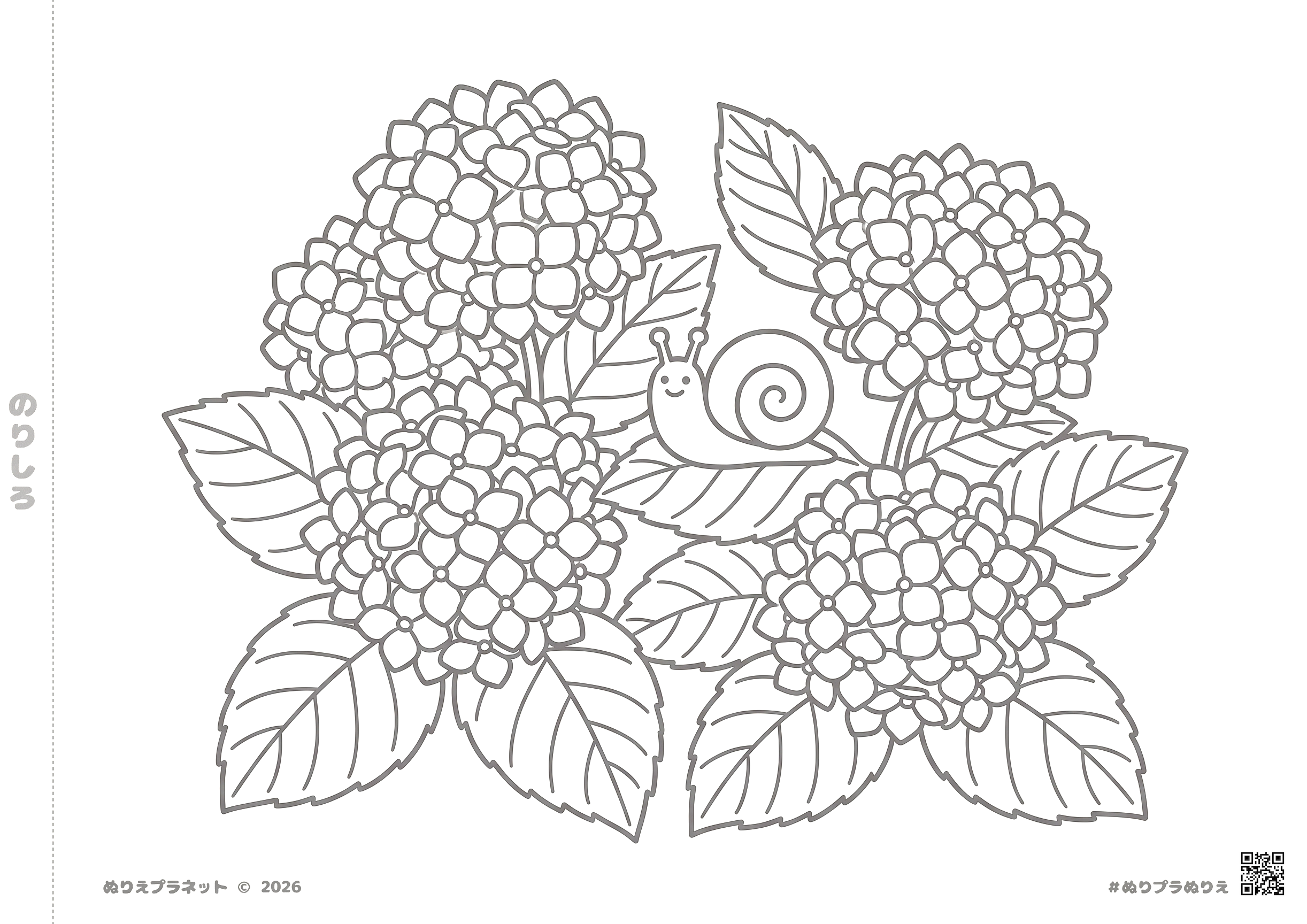 高齢者向けの介護レクに最適な、太い線で描かれた紫陽花（あじさい）とカタツムリの塗り絵イラスト