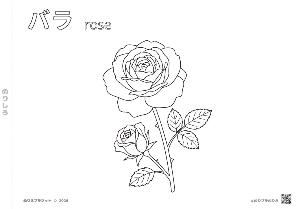 Rose coloring page with Japanese Katakana "Bara" and English "rose" for language learning.