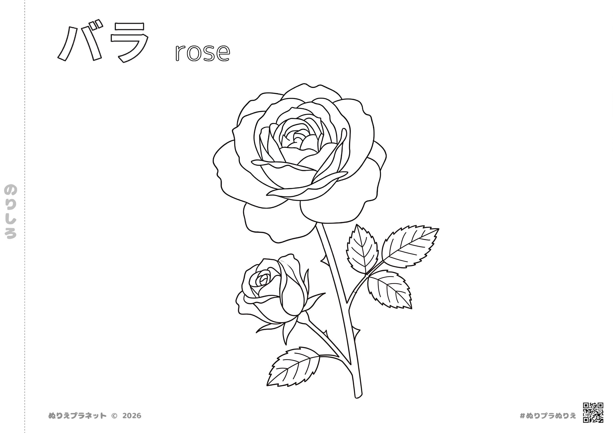 バラの花の塗り絵。上部に「バラ」と「rose」の名称が入った植物図鑑形式の無料素材。