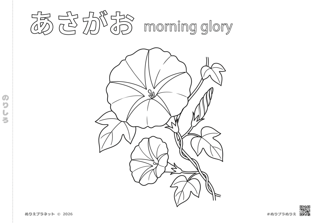あさがお（朝顔）の無料塗り絵。夏の花のシンプルで美しい線画イラスト。