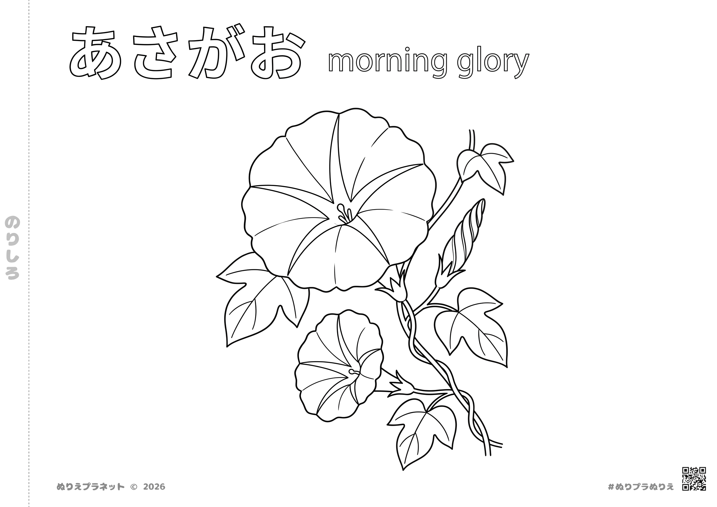 あさがお（朝顔）の無料塗り絵。夏の花のシンプルで美しい線画イラスト。