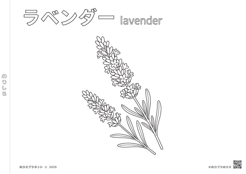 花図鑑シリーズのラベンダーの塗り絵。上部に「ラベンダー lavender」の文字、左側に「のりしろ」、下部に「みんなのぬりえプラネット」のクレジットが入った無料のぬりえ素材。