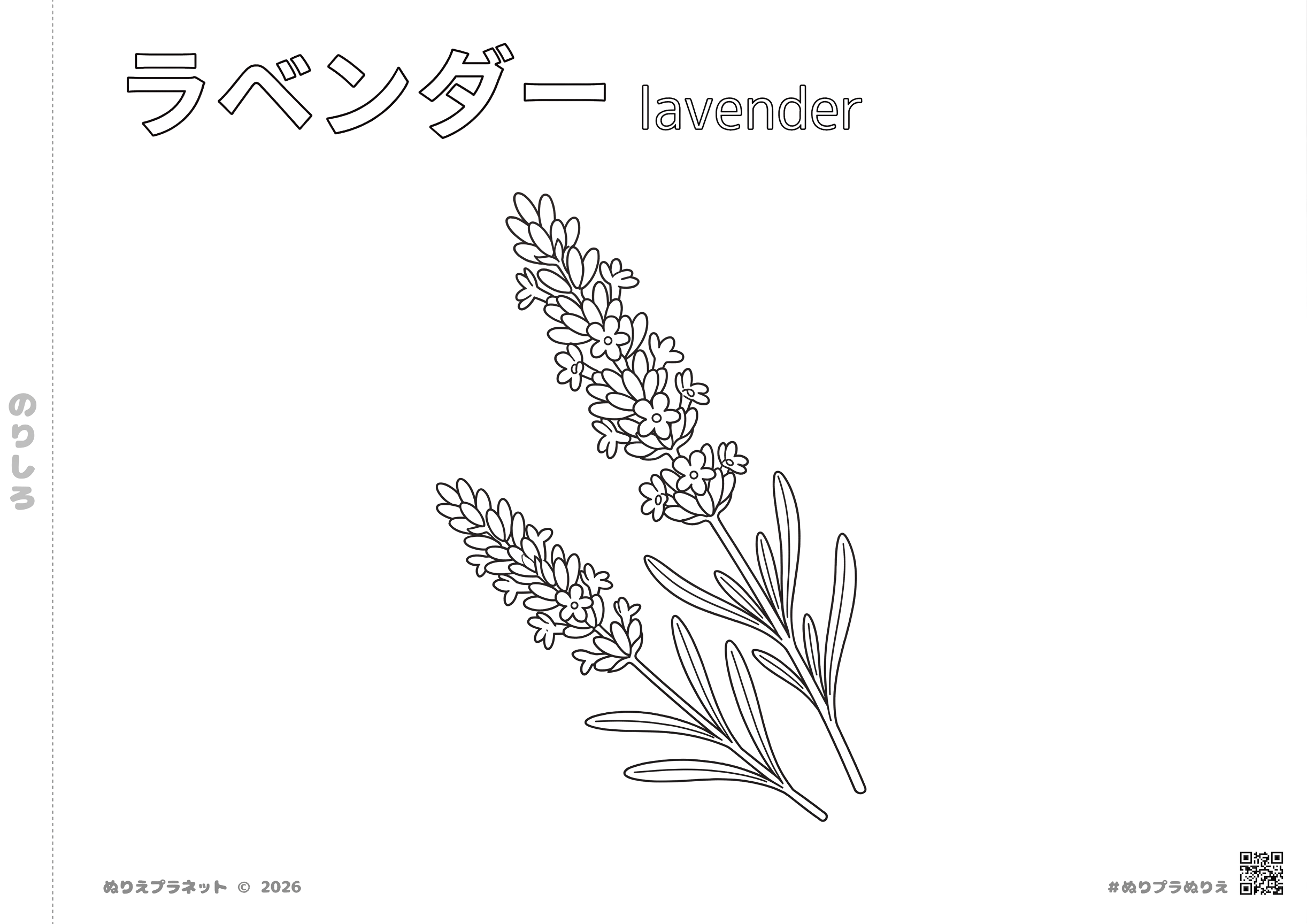 花図鑑シリーズのラベンダーの塗り絵。上部に「ラベンダー lavender」の文字、左側に「のりしろ」、下部に「みんなのぬりえプラネット」のクレジットが入った無料のぬりえ素材。