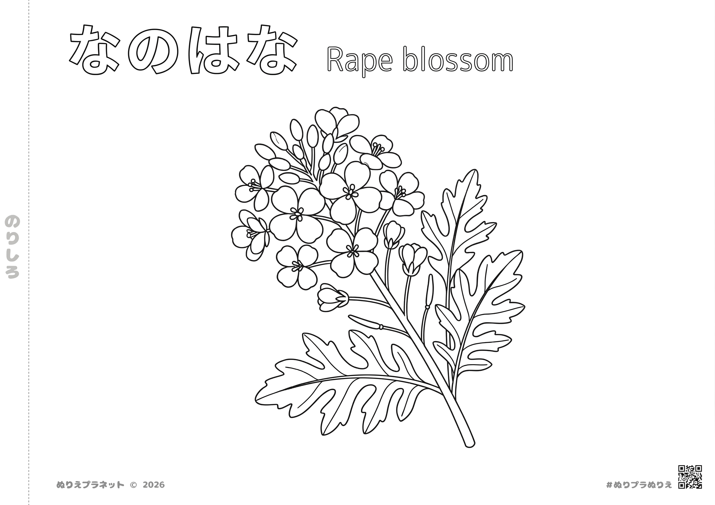 春の訪れを告げる菜の花（なのはな）の無料塗り絵テンプレート