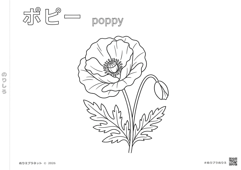 ポピー(ひなげし)の花の塗り絵 - 子供から高齢者まで楽しめる無料ダウンロード素材