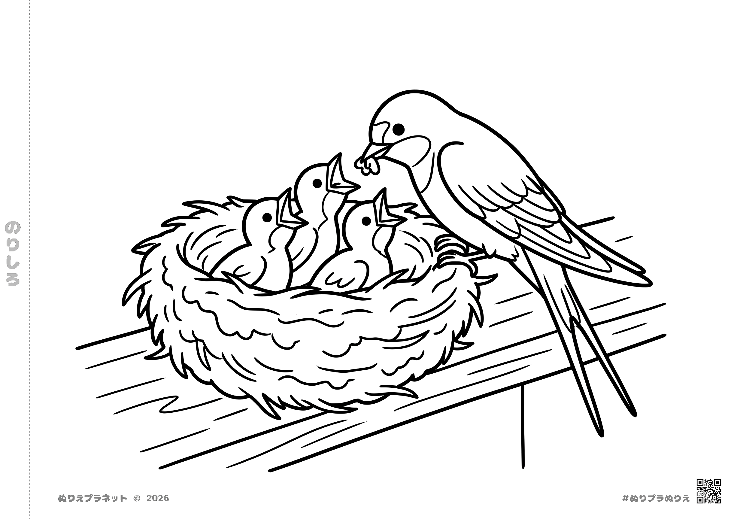 ツバメの親鳥が巣の中のヒナたちにエサをあげる、高齢者向けのシンプルで線が太いツバメの子育ての塗り絵イラスト