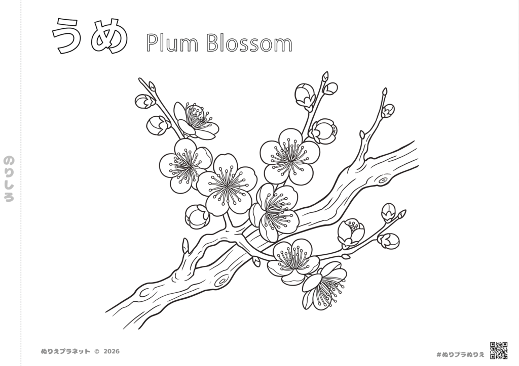 梅（うめ）の花の塗り絵。上部に「うめ Plum Blossom」の文字が入った、春の訪れを感じる植物のイラスト。