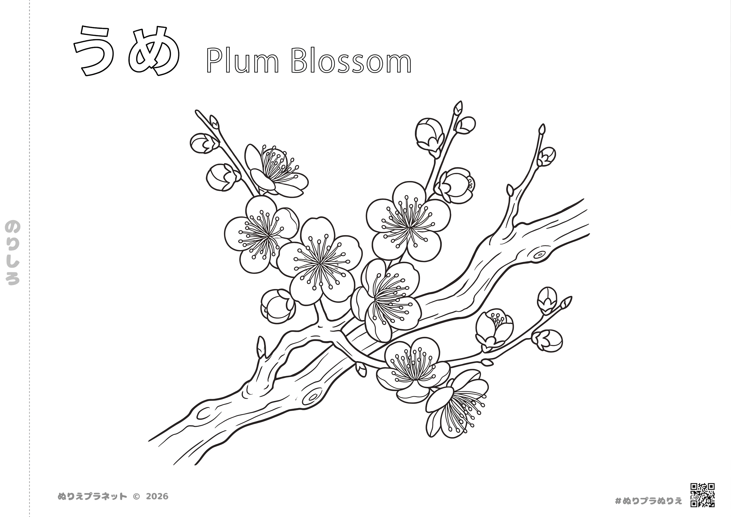 梅（うめ）の花の塗り絵。上部に「うめ Plum Blossom」の文字が入った、春の訪れを感じる植物のイラスト。
