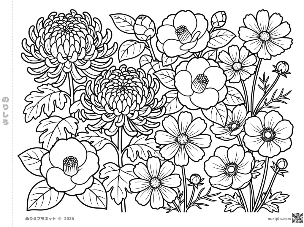 11月の花である大輪の菊や椿、コスモスが描かれた高齢者向けの花の塗り絵